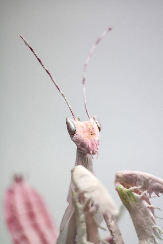 Crepe_Paper_Insects_PaperArt_Praying_orchid_mantis_by_faltmanufaktur13-5d250fa8b1b94__880