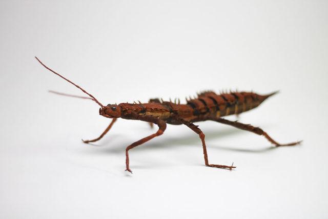 Crepe_Paper_Insects_PaperArt_thorny_devil_StickInsect_by_faltmanufaktur18-Kopie-5d250fab66c0a__880