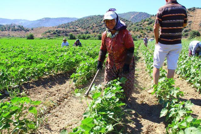 Aydınlı kadınların 40 derece sıcakta 55 lira mücadelesi