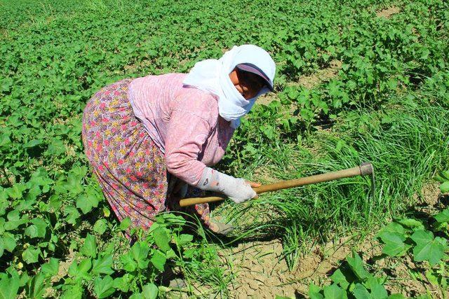 Aydınlı kadınların 40 derece sıcakta 55 lira mücadelesi