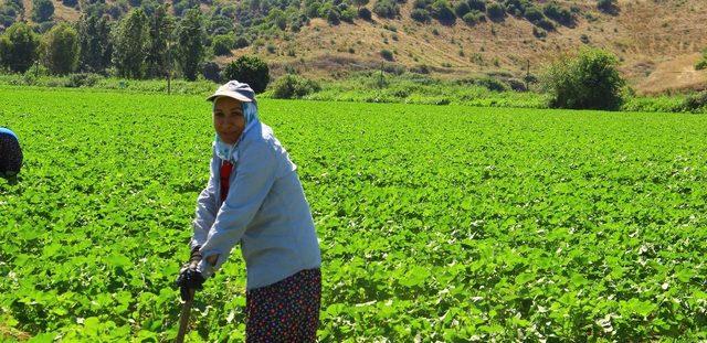 Aydınlı kadınların 40 derece sıcakta 55 lira mücadelesi