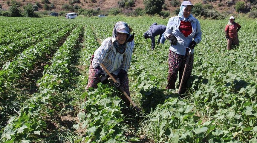 Aydınlı kadınların 40 derece sıcakta 55 lira m&uuml;cadelesi