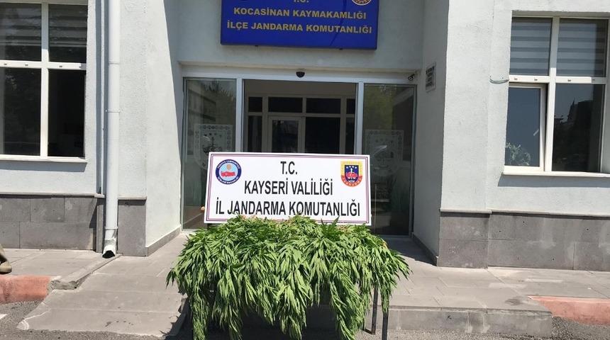 Jandarmadan kenevir operasyonu