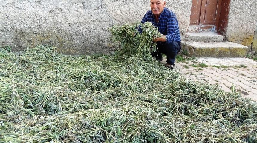 Karbasan Köyünde adaçayı hasadına başlandı