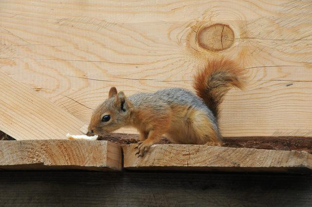 Liseli Gamze, sahiplendiği sincaptan ayrılamıyor 1