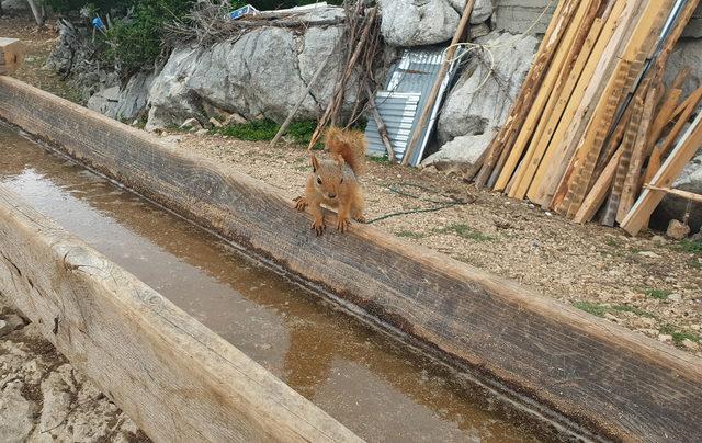 Liseli Gamze, sahiplendiği sincaptan ayrılamıyor 2