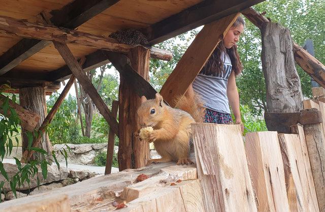 Liseli Gamze, sahiplendiği sincaptan ayrılamıyor 3