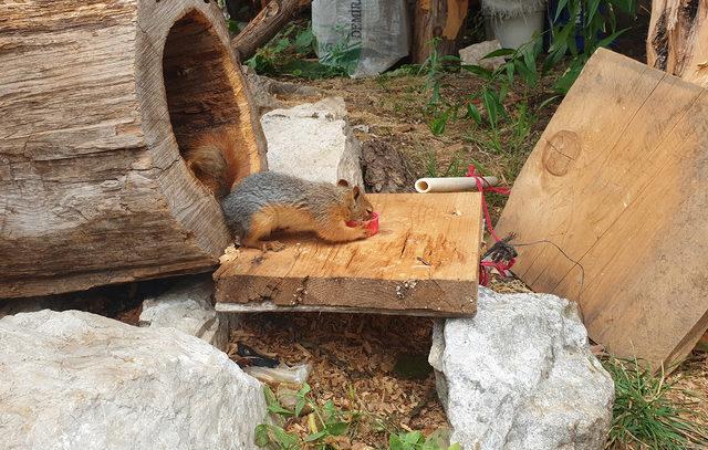 Liseli Gamze, sahiplendiği sincaptan ayrılamıyor 4