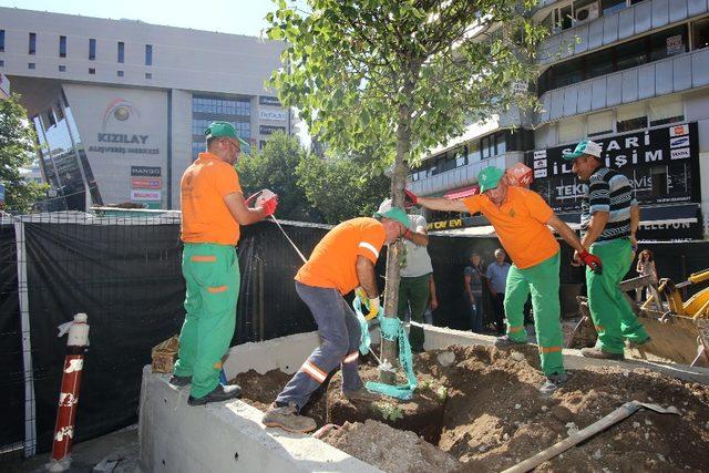 Kızılay’a ağaç takviyesi