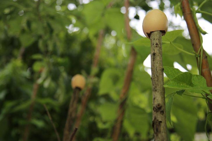 Sırıkların en üstüne yerleştiriyorlar! Gören şaşkına dönüyor G1