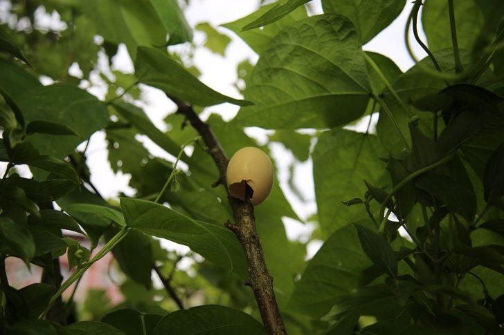 Sırıkların en üstüne yerleştiriyorlar! Gören şaşkına dönüyor G2