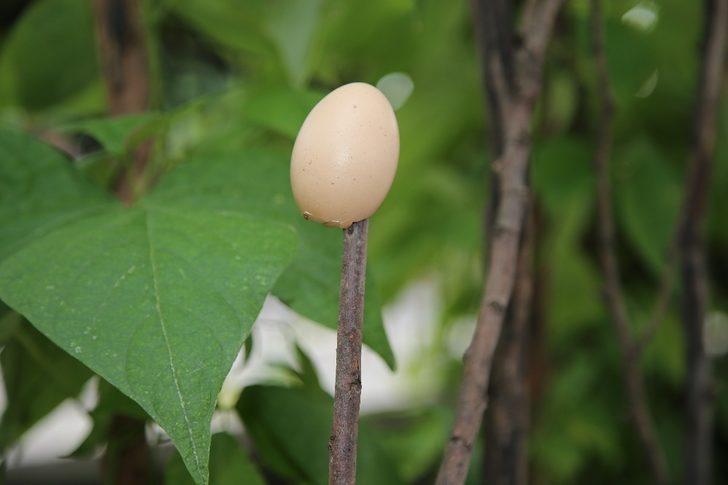 Sırıkların en üstüne yerleştiriyorlar! Gören şaşkına dönüyor G3