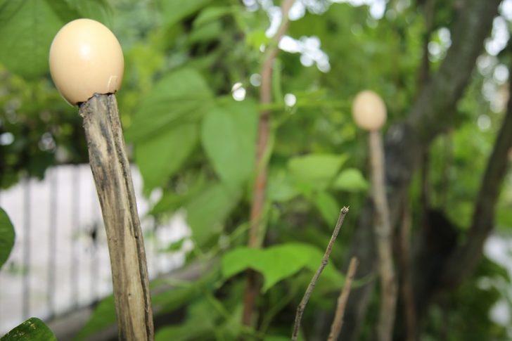 Sırıkların en üstüne yerleştiriyorlar! Gören şaşkına dönüyor G4