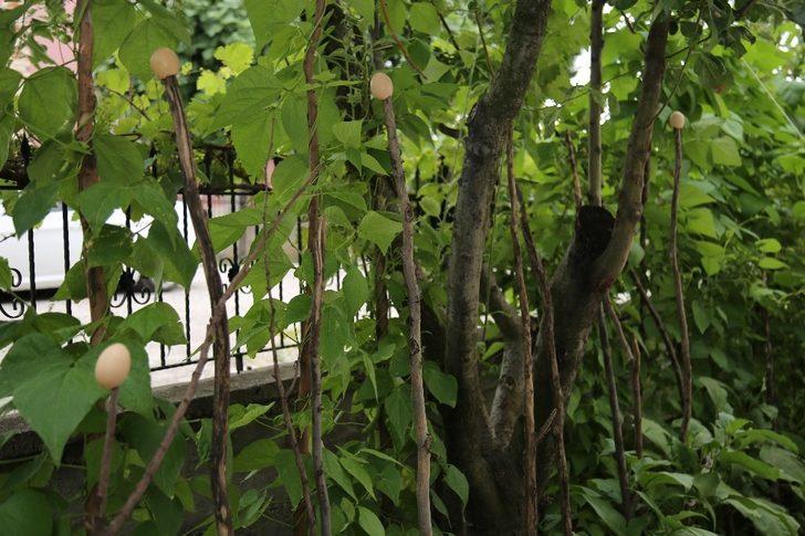 Sırıkların en üstüne yerleştiriyorlar! Gören şaşkına dönüyor G5