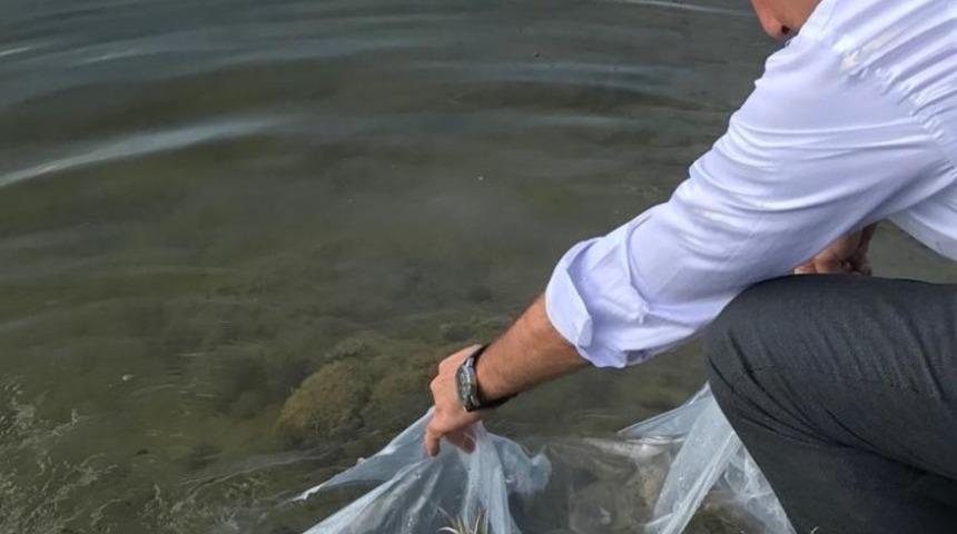 Terzi Göletine 4 bin sazan yavrusu bırakıldı