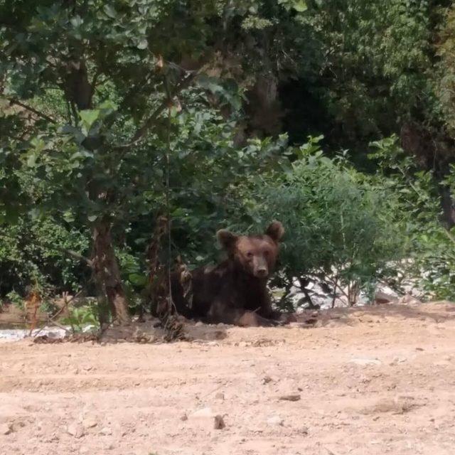 Serinlemek için dereye inen ayı korkuttu