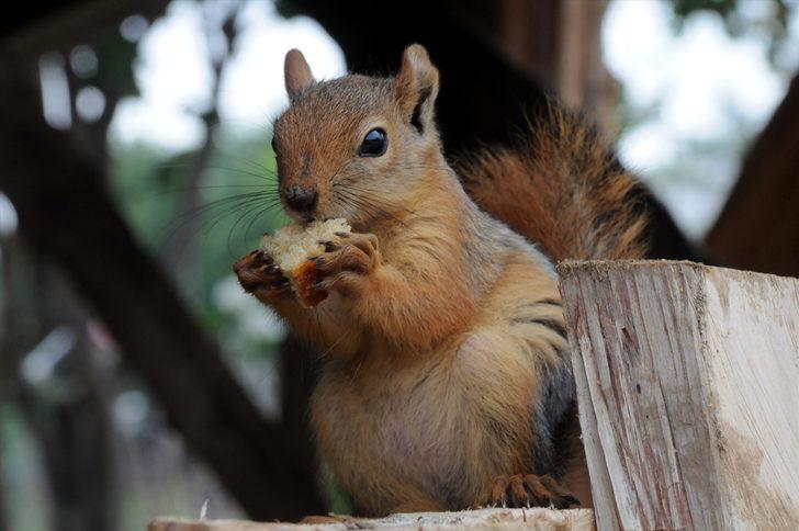 Ormanda buldukları sincap yavrusu ailenin yeni üyesi oldu G1