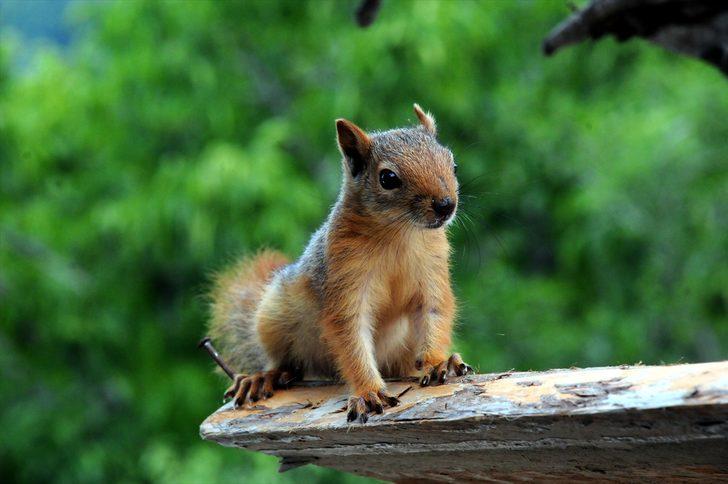 Ormanda buldukları sincap yavrusu ailenin yeni üyesi oldu G2