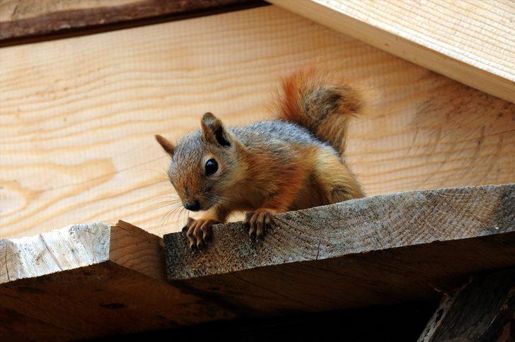 Ormanda buldukları sincap yavrusu ailenin yeni üyesi oldu G4