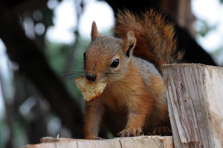 Ormanda buldukları sincap yavrusu ailenin yeni üyesi oldu G5