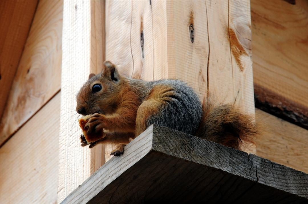 Ormanda buldukları sincap yavrusu ailenin yeni &uuml;yesi oldu