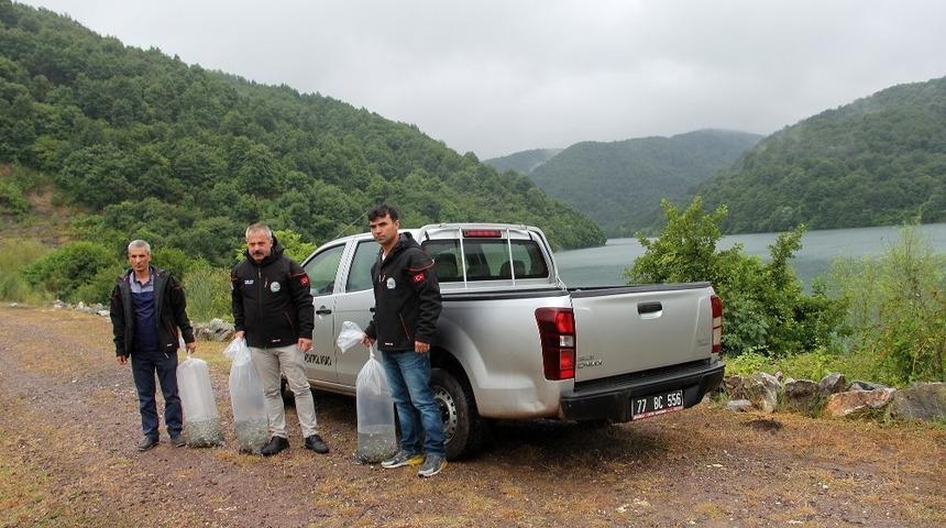 35 bin sazan yavrusu g&ouml;letlere bırakıldı