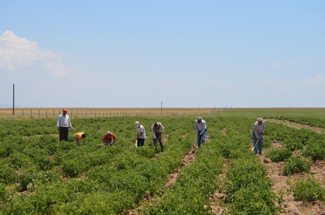 G&uuml;listan Ovası&rsquo;nda sondajla sulu tarım