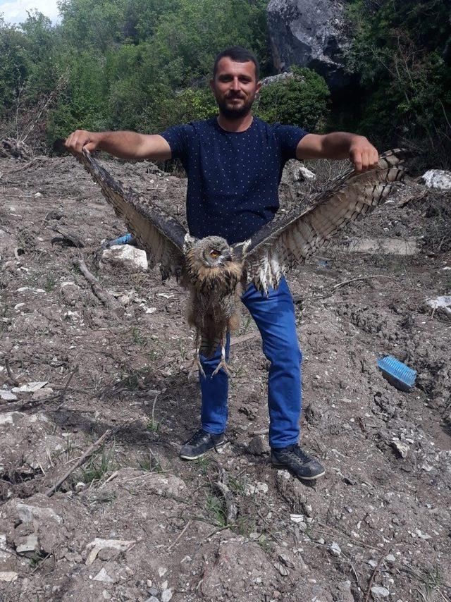 Yaralı puhu kuşu tedavi altına alındı