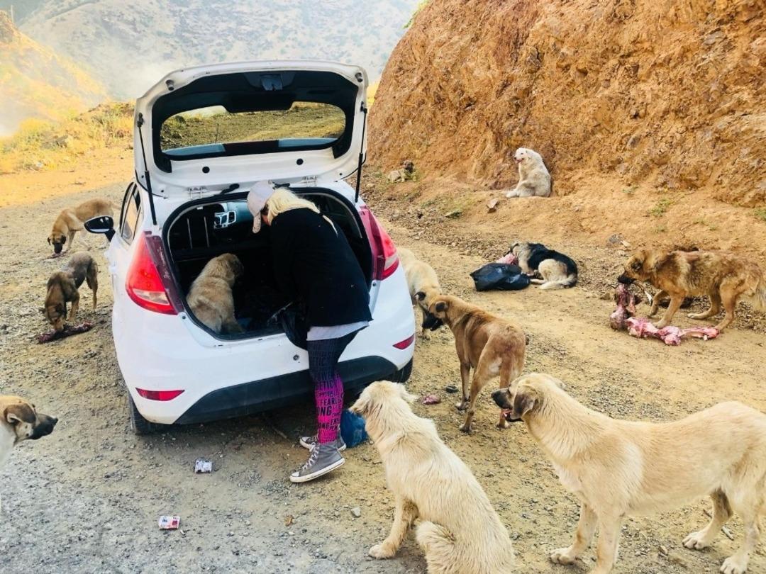 Fedakar &ouml;ğretmen k&ouml;pekleri i&ccedil;in tatilden vazge&ccedil;ti