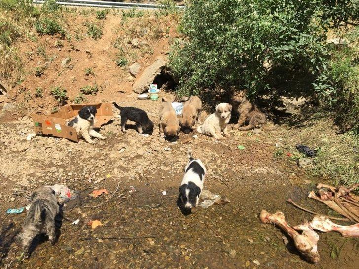 Fedakar öğretmen köpekleri için tatilden vazgeçti G3