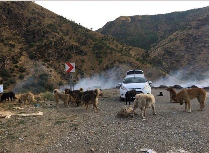 Fedakar öğretmen köpekleri için tatilden vazgeçti G4