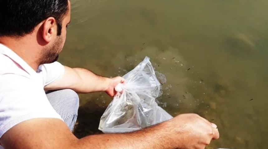 Samsun&rsquo;da g&ouml;l ve g&ouml;letlere 120 bin adet yavru balık bırakıldı