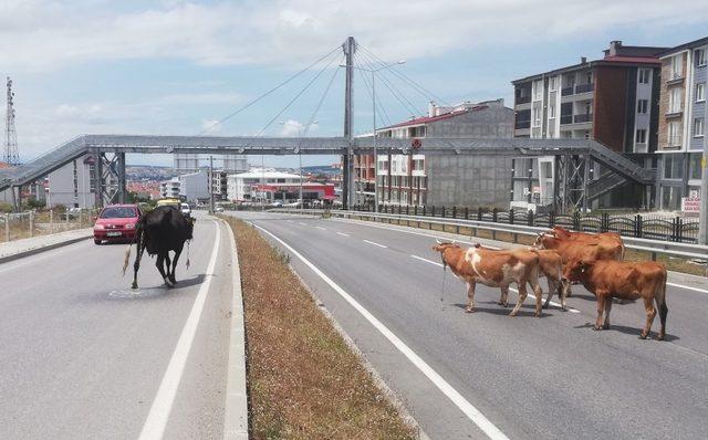 Karayolunda başıboş hayvanlar trafiği tehlikeye düşürüyor