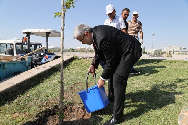 Hocaların hocası onuruna çınar fidanı dikildi