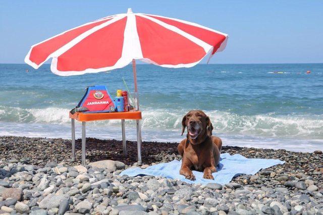 Narkotik köpeği Vuslat’ın emeklilik keyfi