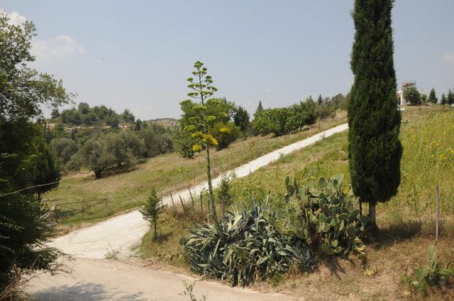 Agave kaktüsü, Osmaniye'de çiçek açtı