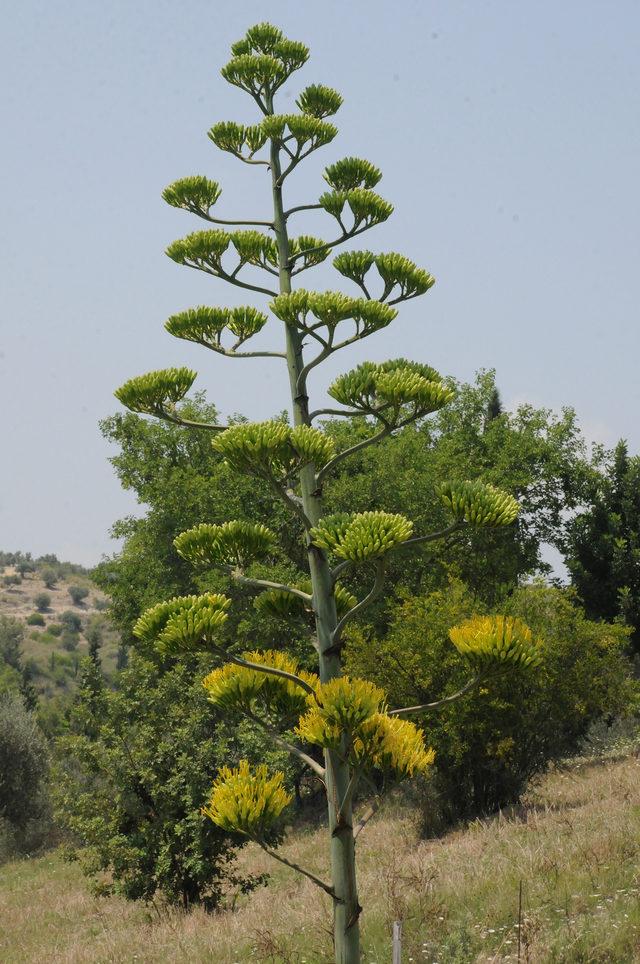 Agave kaktüsü, Osmaniye'de çiçek açtı