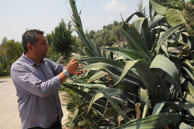 Agave kaktüsü, Osmaniye'de çiçek açtı