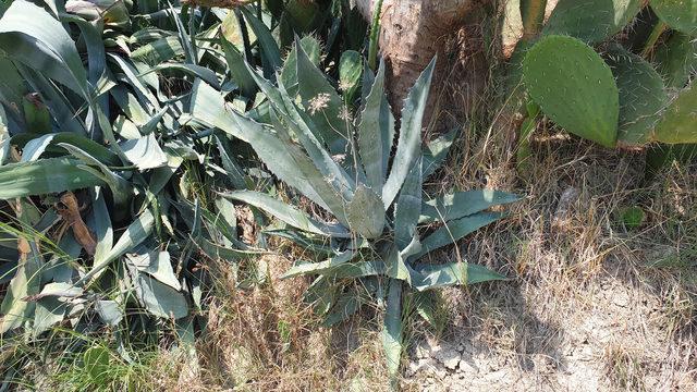 Agave kaktüsü, Osmaniye'de çiçek açtı