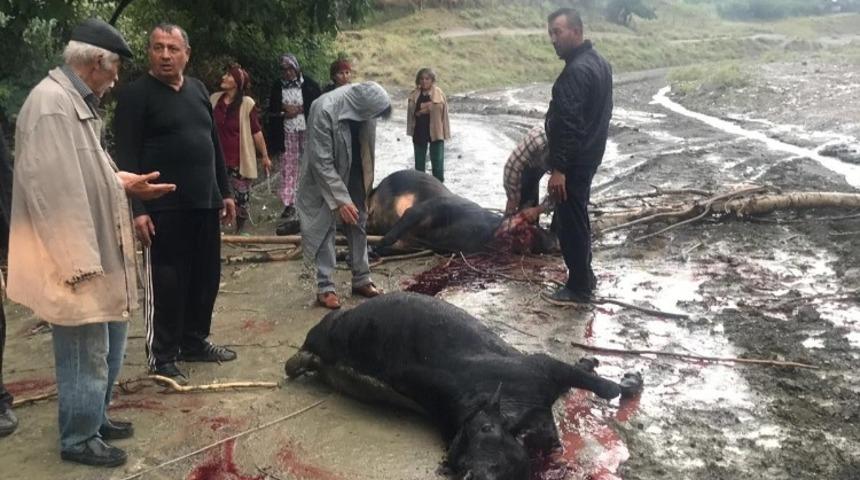 Elektrik akımına kapılan inekler telef oldu