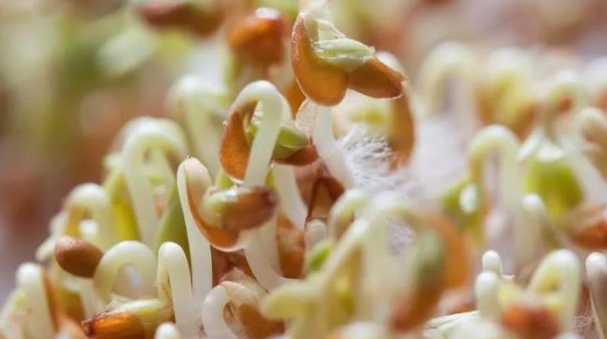 Bir ton buğdaydan sadece 1 kilo elde ediliyor! İşte ruşeymin sağlığa olan faydaları