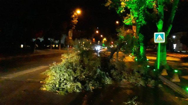 Malatya'da ağaç dalı devrildi, yol kapandı