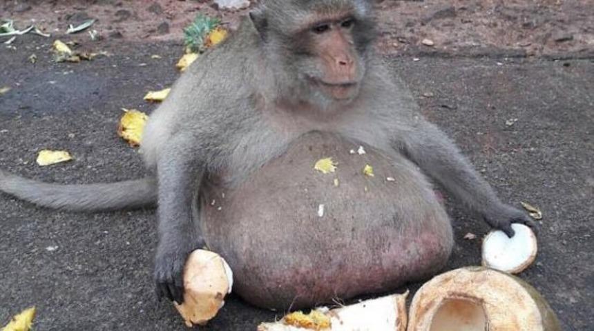 Diyet kampından ka&ccedil;tı! 4 aydır kayıp