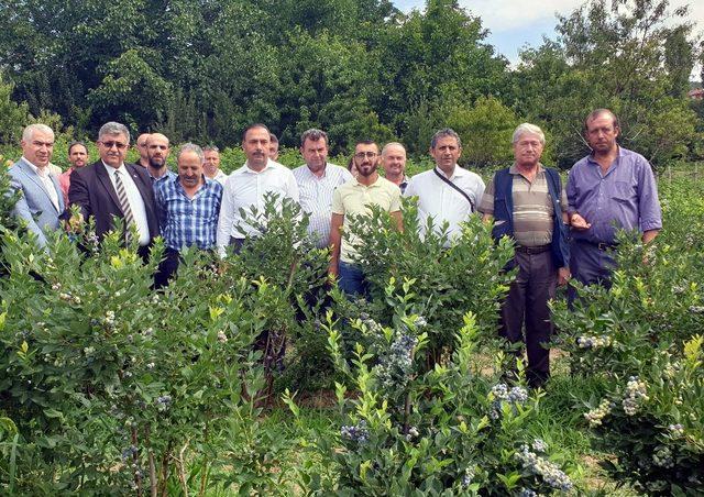 Dağ ilçelerinde yaban mersini yetiştiriciliğine rağbet