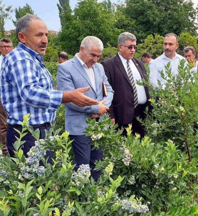 Dağ ilçelerinde yaban mersini yetiştiriciliğine rağbet