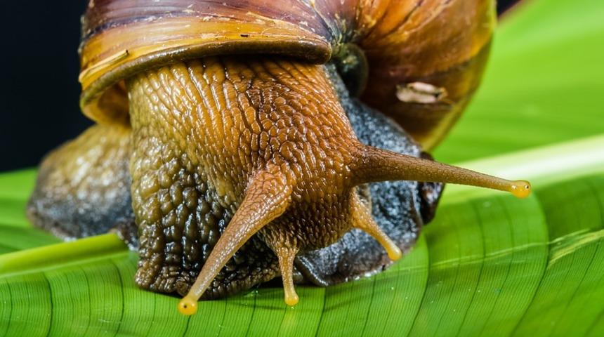 Salyangoz sıvısından yaşlanmaya karşı serum üretildi