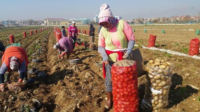 Patates üreticileri ithalatın kendilerine zararı olduğunu belirtiyor