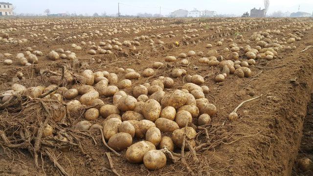 Patates üreticileri ithalatın kendilerine zararı olduğunu belirtiyor