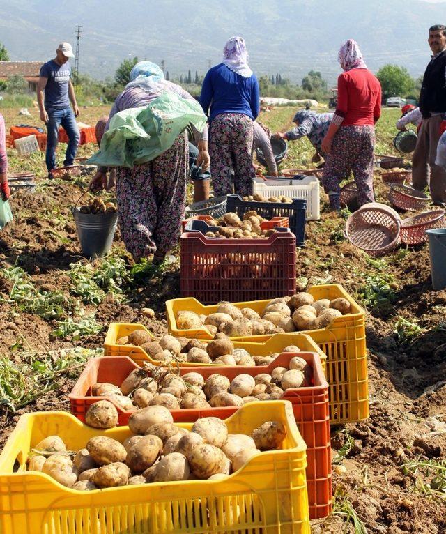 Patates üreticileri ithalatın kendilerine zararı olduğunu belirtiyor