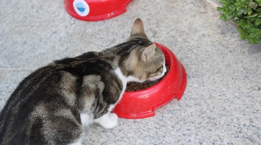 Mama ve su kapları belediyeden